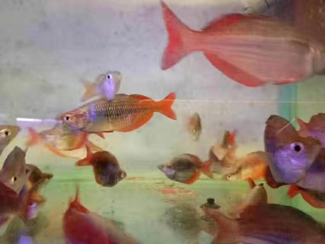 作为观赏鱼店老板,我最不喜欢哪几种购买观赏鱼的顾客?