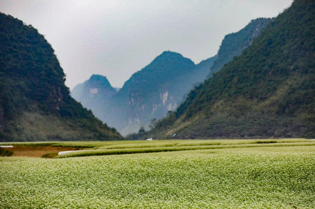 广西这片地方，美如仙境，万里雪白花海，春去旅居好去处