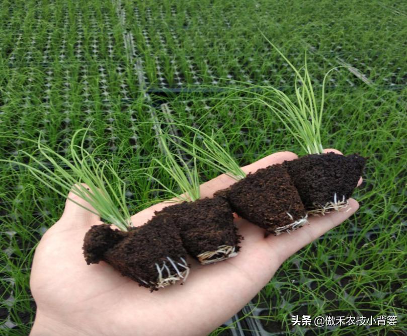 韭菜如何进行种子种植,韭菜播种方法和步骤