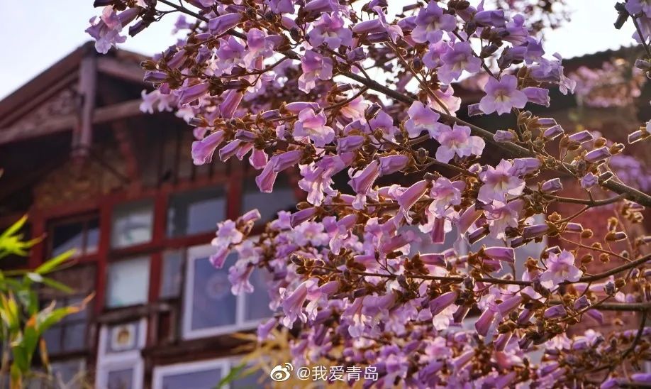 海滨老城泡桐花 (海滨老城紫色泡桐花)