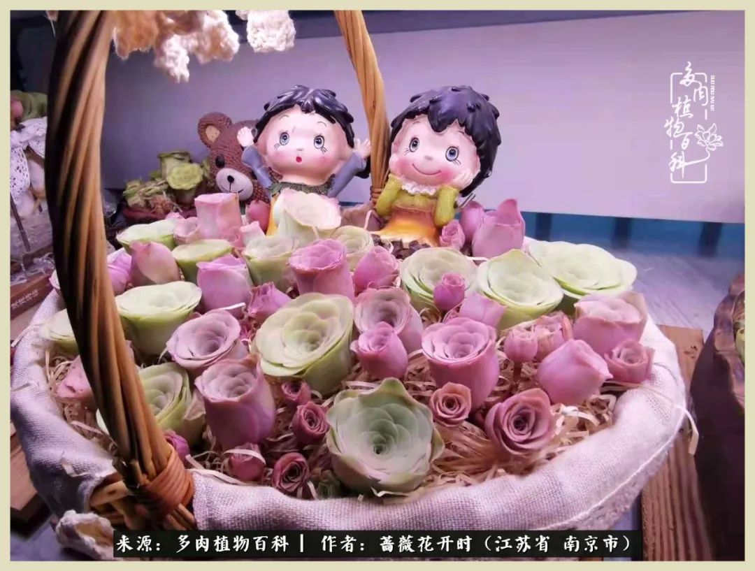 又见颜的妩媚，色的诱惑！这些山地玫瑰礼盒惊艳了眼眸