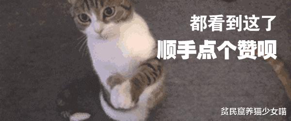 猫咪舔毛被主人抓,猫咪舔自己的毛的传言
