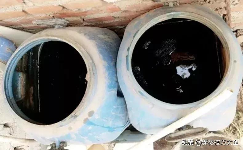 这4种花卉爱喝水浇水越多越旺盛,这几种花草浇水浇不对越养越不好