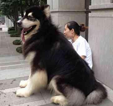 狗狗品种大全及介绍了解一下,狗狗品种怎么挑选最好看