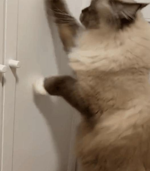 5000元左右的布偶猫怎么样,5000元买布偶猫