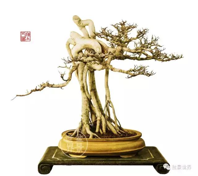 根艺盆景大全欣赏,文人根艺盆景精品大全图