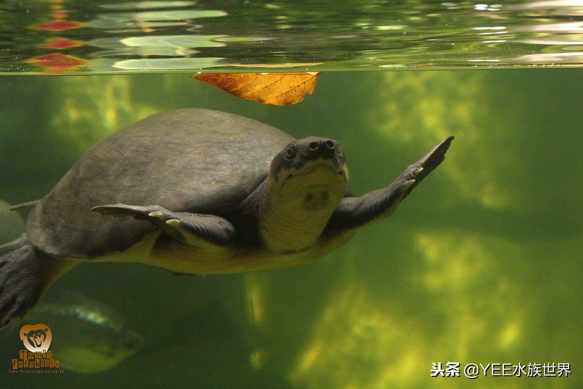 龟和鱼混养能和平相处么,鱼和龟怎么混养