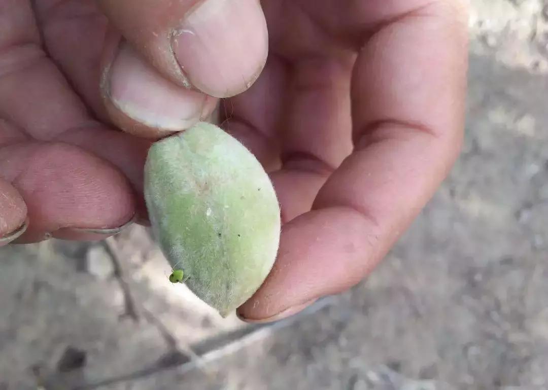 桃树虫害的防治在什么时间最好,桃树虫害防治全年用药图