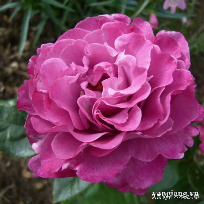 月季常见叶子问题,月季都有什么病怎么治