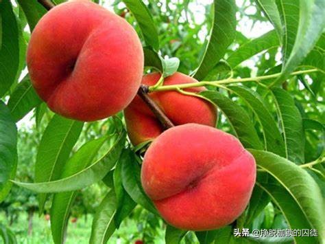 桃养人杏伤人下一句,桃养人杏伤人科学吗