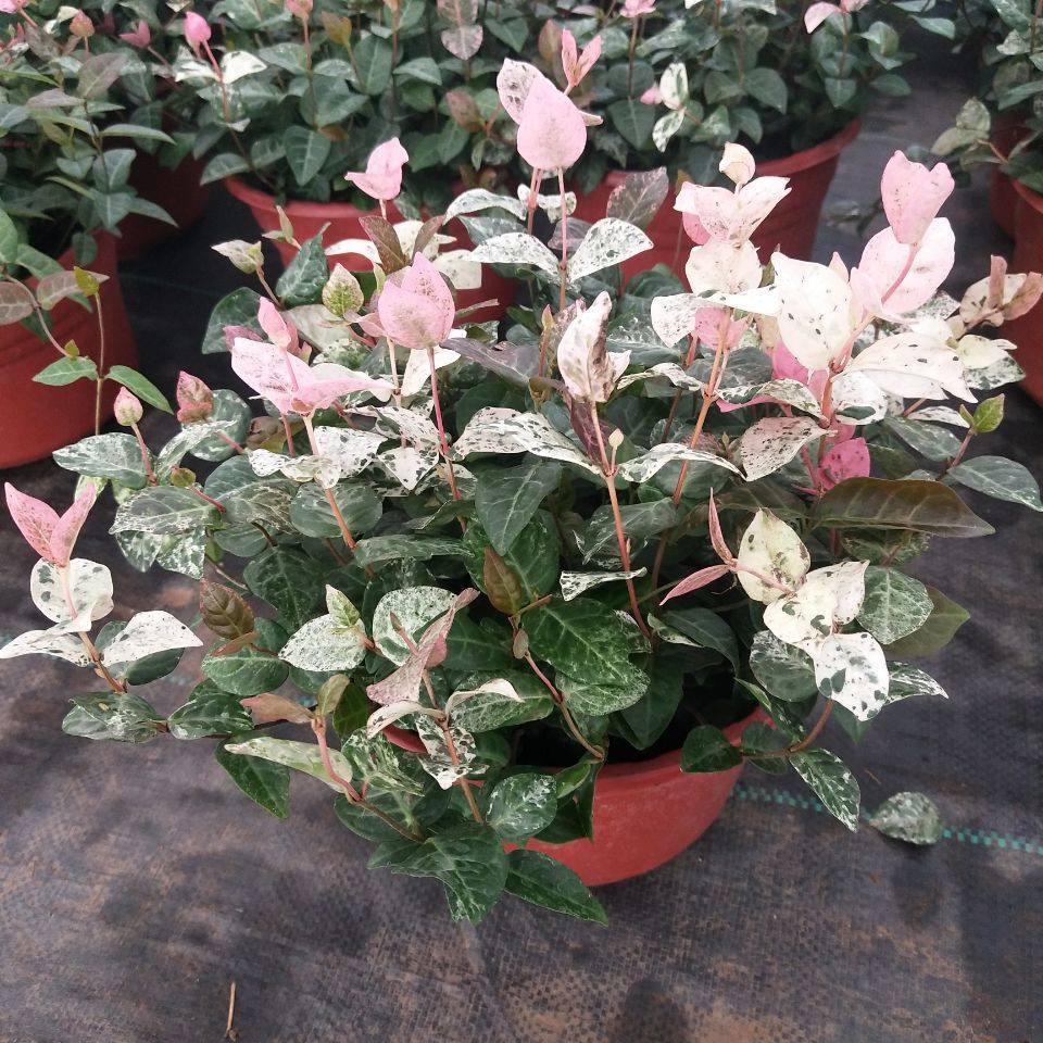 盆植的花叶络石要如何浇水，枝叶生长郁郁葱葱的秘密