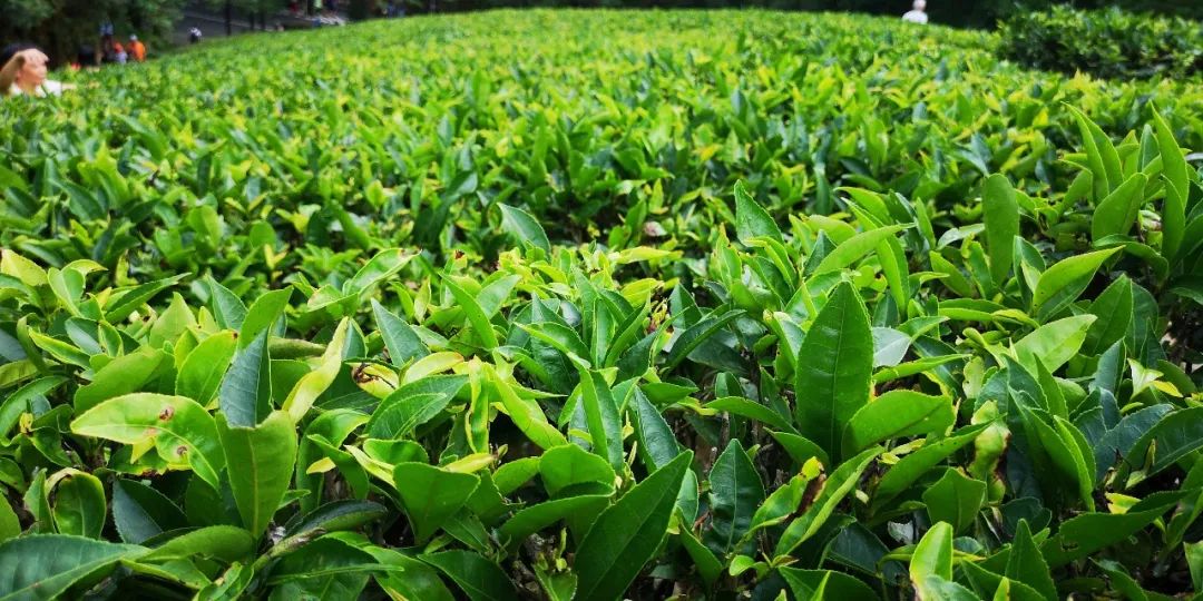 贺州姑婆山景区国家森林公园,贺州姑婆山森林公园路线