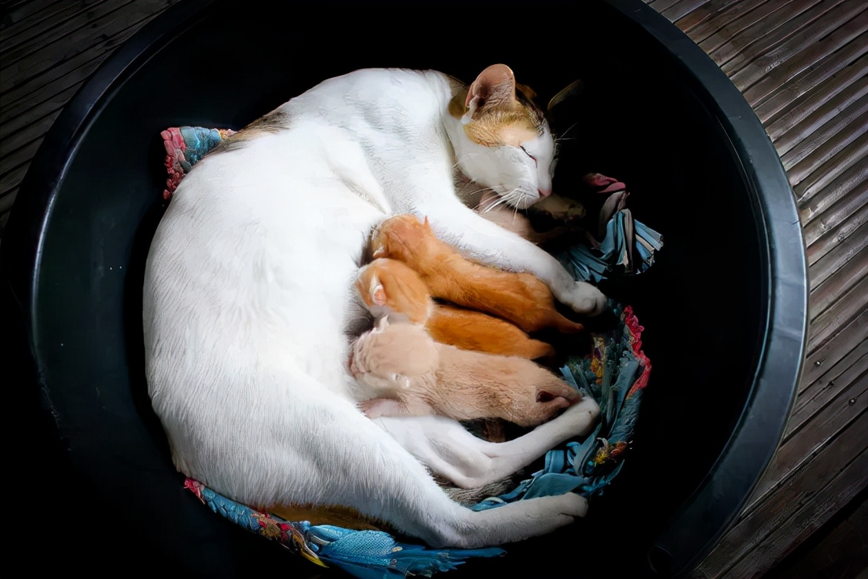 10个你不知道的宠物超自然行为,10个你不知道的猫咪知识