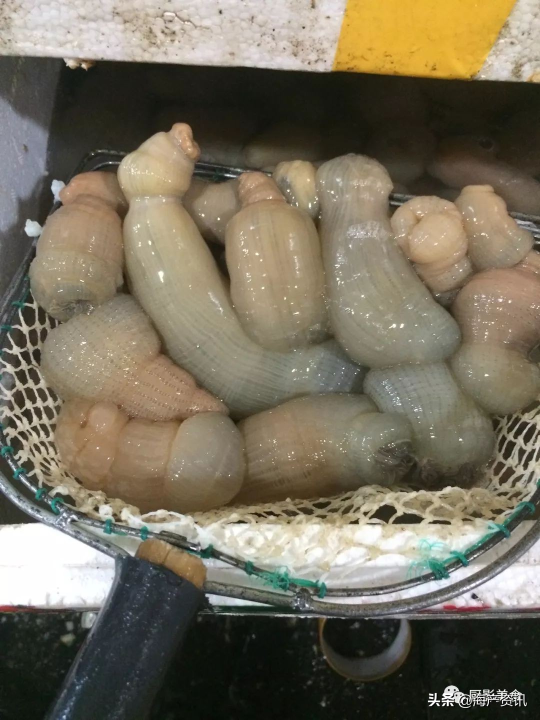 全世界顶级的4种海鲜,世界十大名贵海鲜