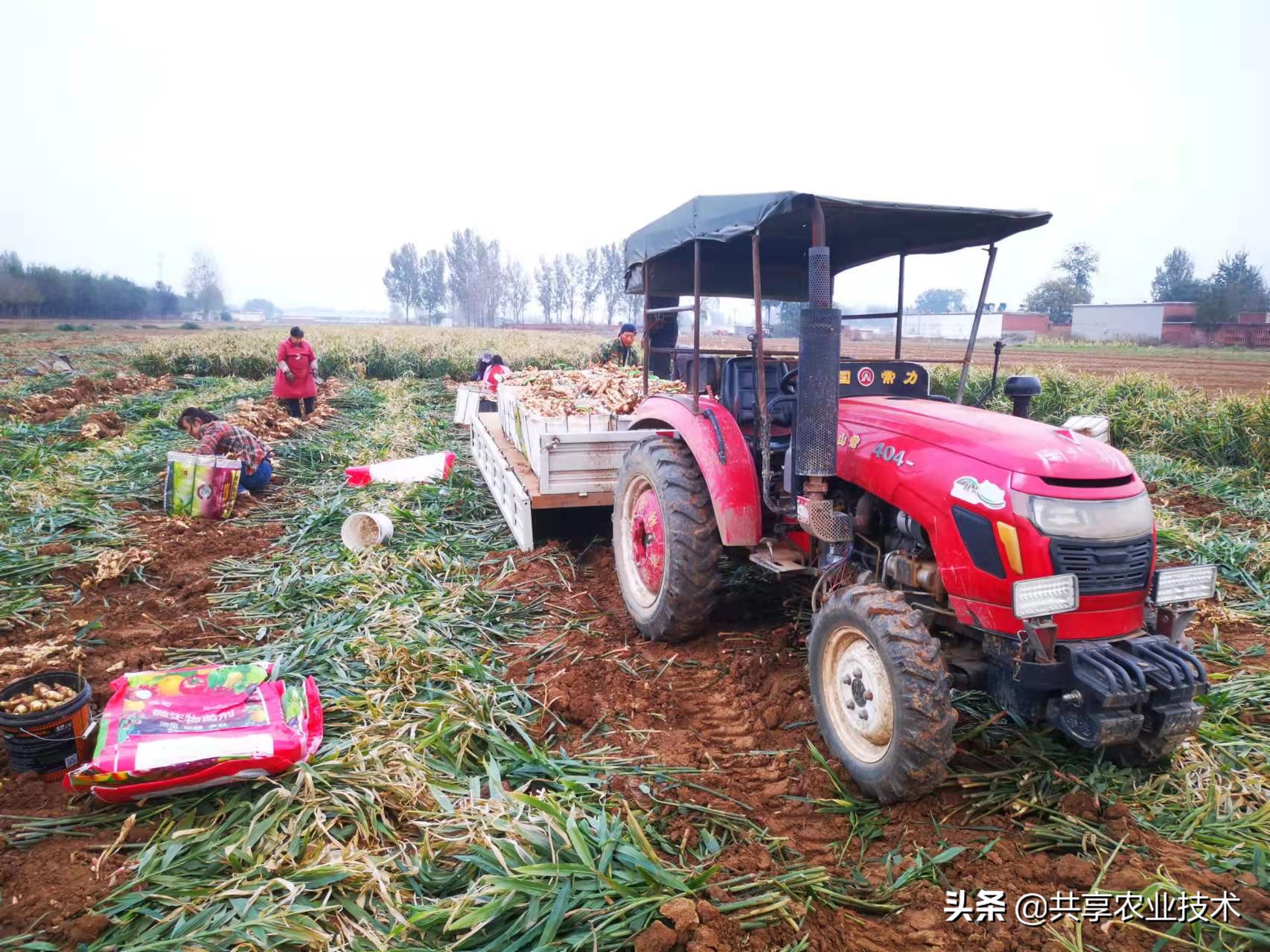 大姜以后的趋势,大姜年底会涨吗