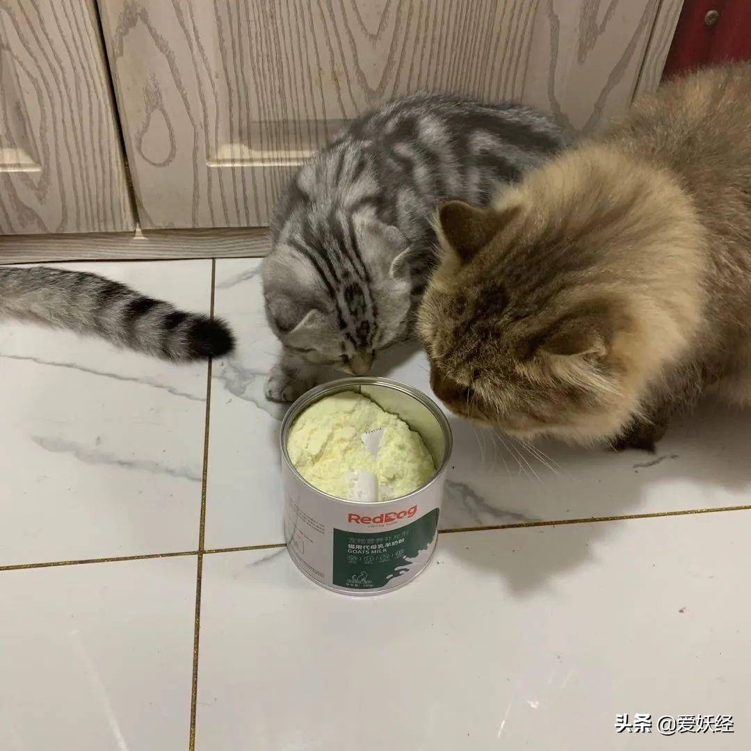 修正宠物羊奶粉测评,reddog红狗羊奶粉测评