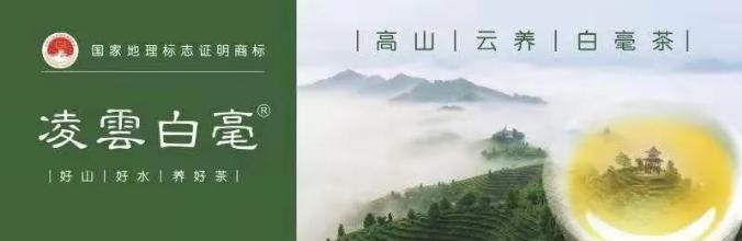 征集凌云白毫广告词，8000元=你的一句美言