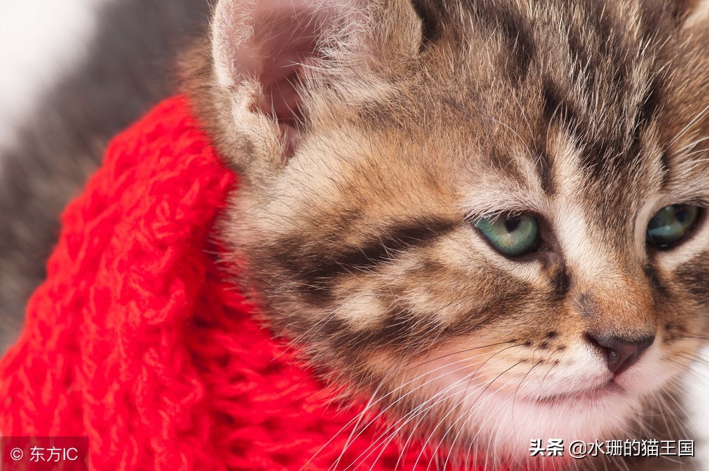 猫咪咳嗽打喷嚏发烧吃什么药,猫咪打喷嚏咳嗽用什么药