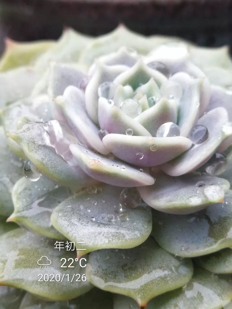 一杯清茶一道暖阳,一杯清茶温暖的时光