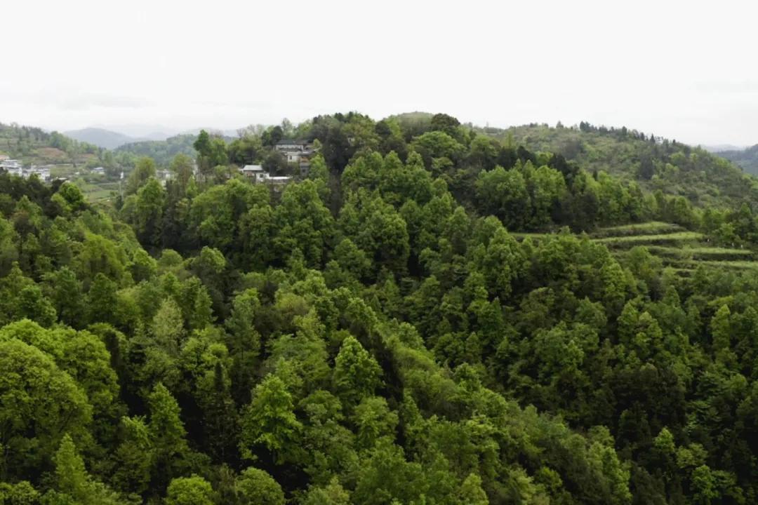 武大师兄弟复活湘西秘境，1块钱就能入股