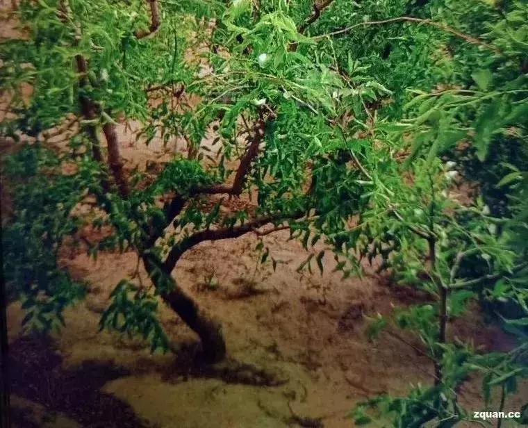 闃垮厠鑻忓啘鏋楃墽鍓笖杞,闄勮繎45宀佽嚦55宀佹嫑宸ラ樋鍏嬭嫃