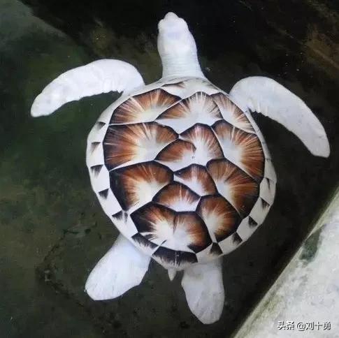 罕见动物60种大开眼界,十种罕见动物