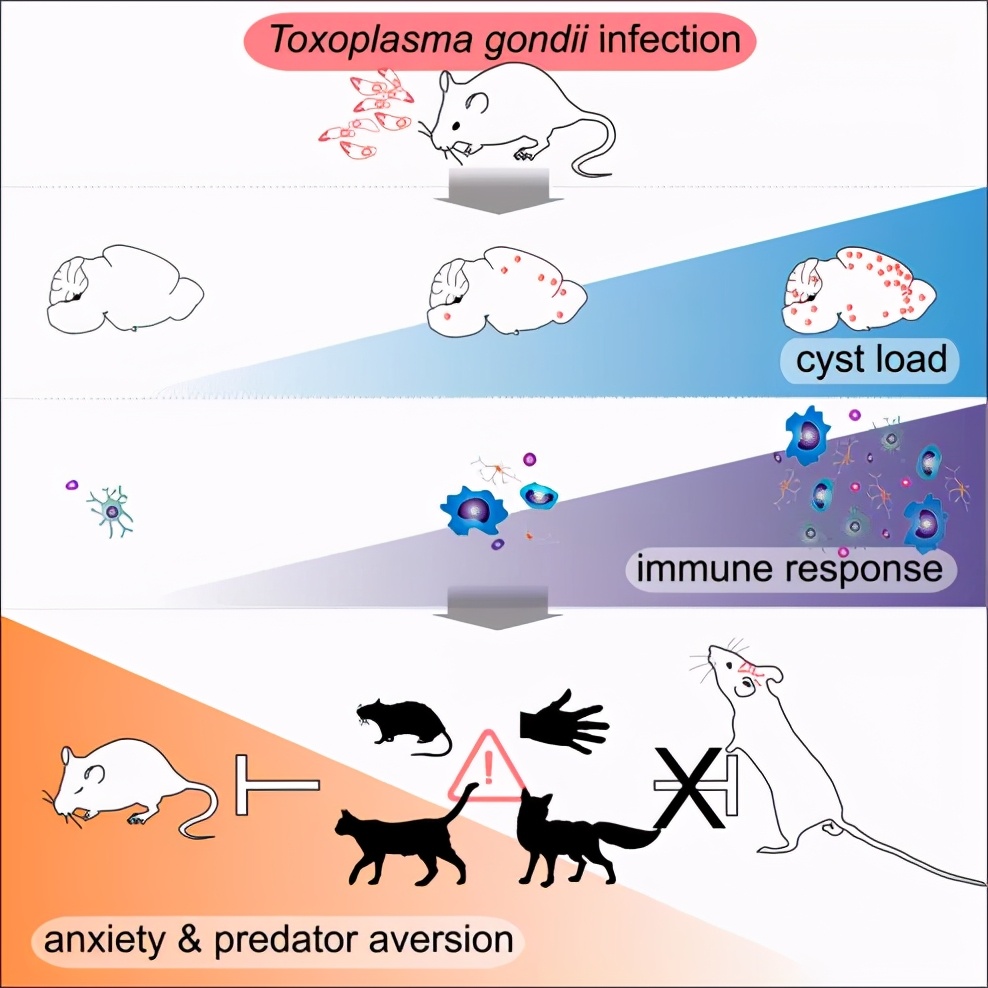 体彩足球买6场中5串一没容错,体彩足球买8个只中了一个