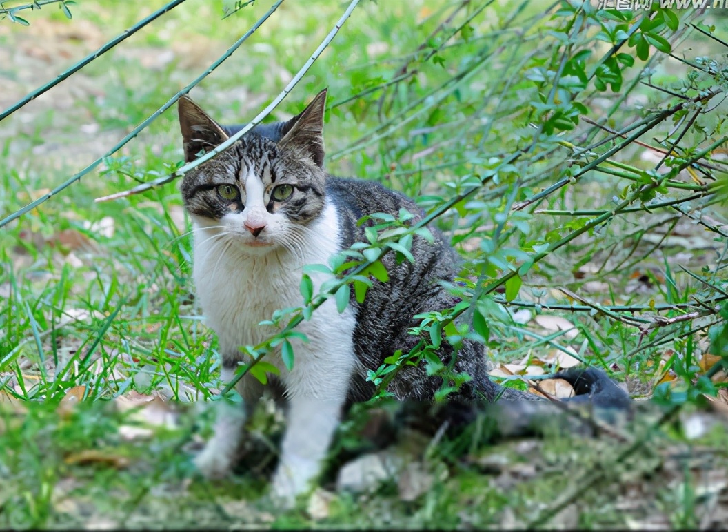 这3种猫很可怕有钱都不建议养,再喜欢也千万别养的4种猫