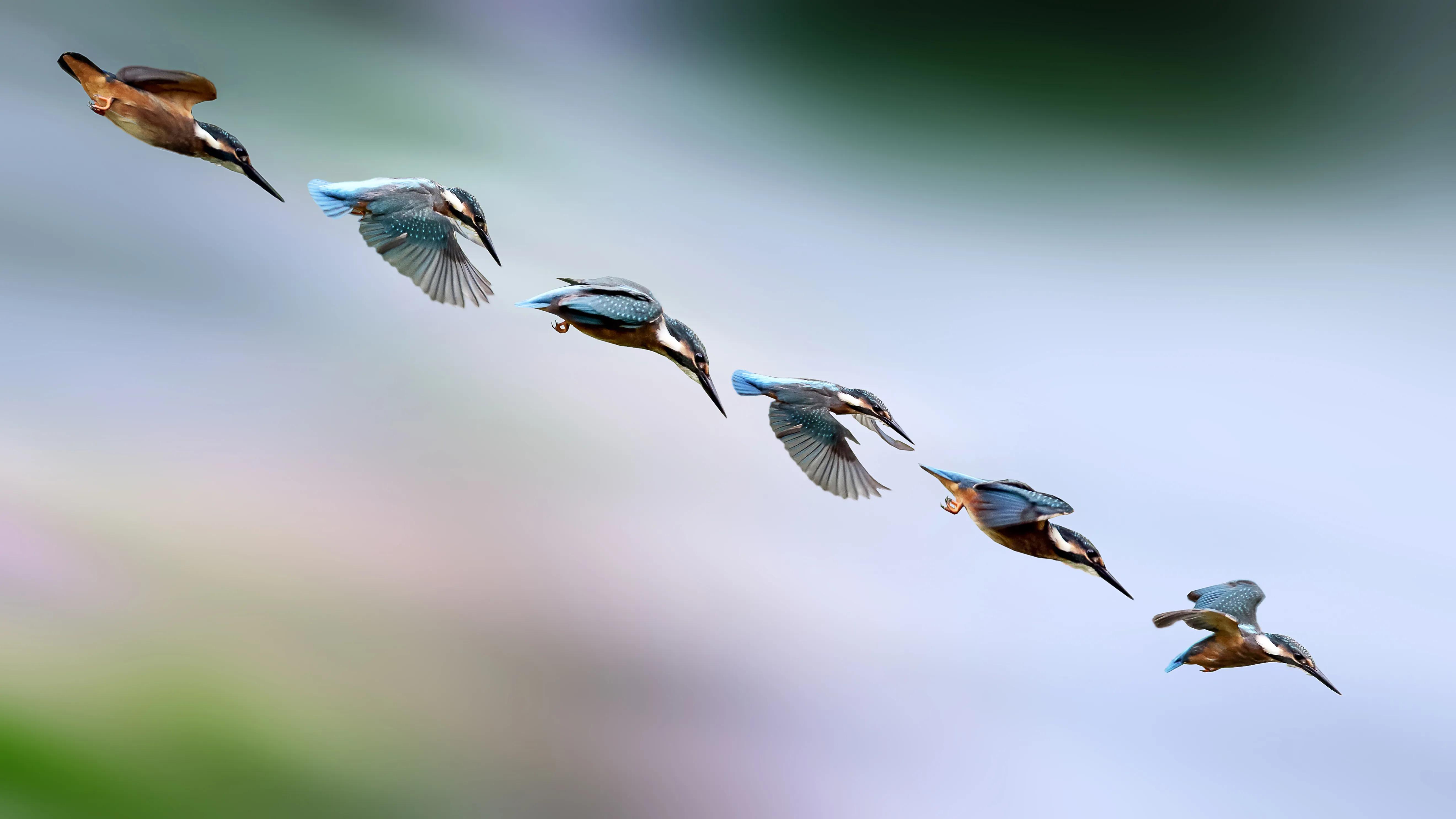 「关于“打鸟”」器材选择、机镜操控、拍摄习惯、注意事项等浅析