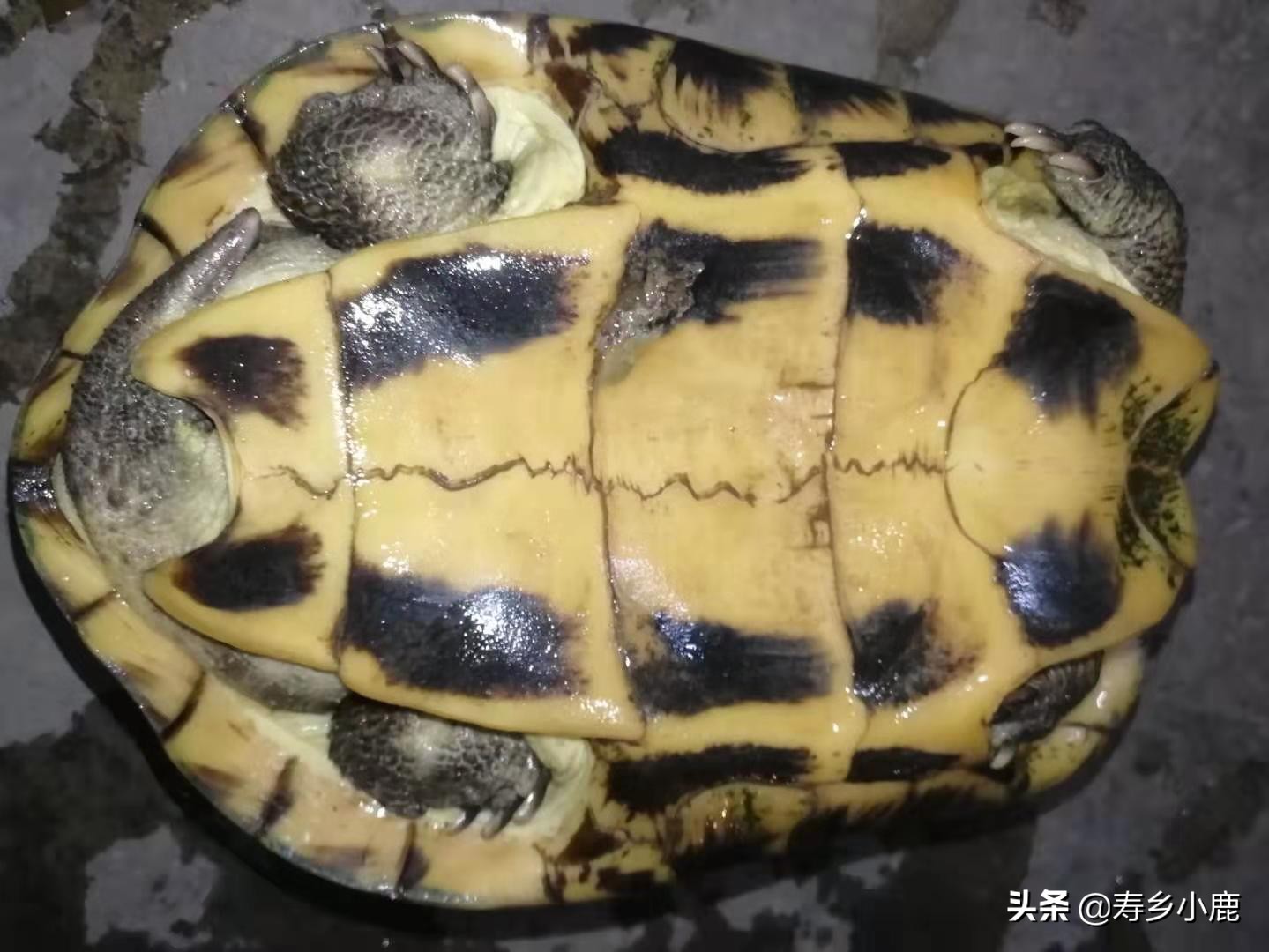 石金钱龟不吃东西的原因有哪些?碰到这种情况时,应该怎么办?