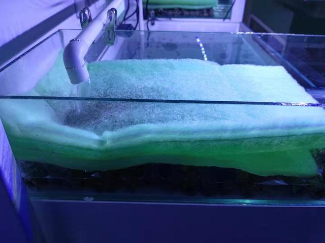 新鱼有鳃病怎么办,新鱼有了应激反应怎么办