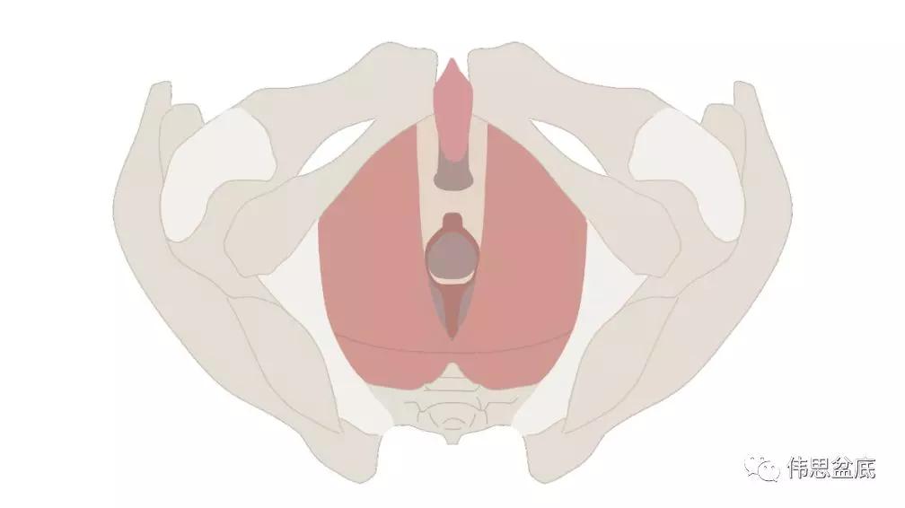 妇产科需要检查哪些项目,妇产科超声检查是什么检查项目