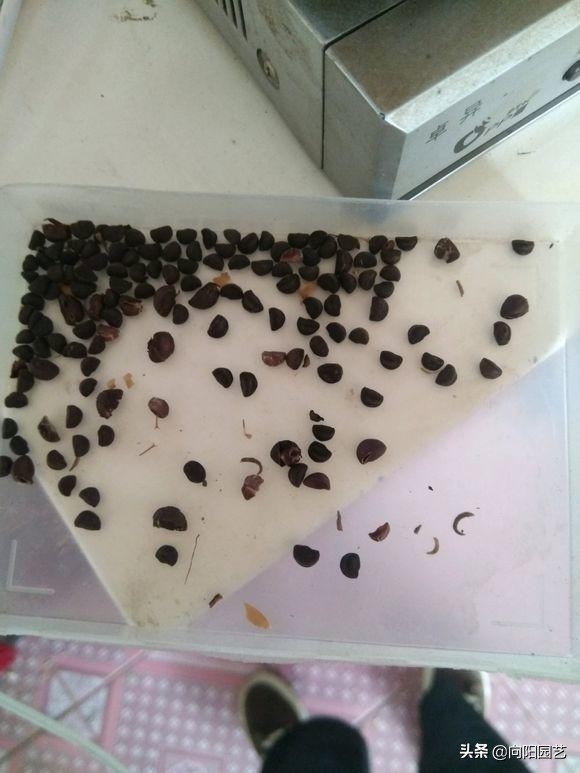 閲庣敓鍠囧彮鑺卞彲浠ュ湪鑺辩泦閲屾牻绉嶅悧,閲庡鍠囧彮鑺卞甫鍥炲鐩嗘牻