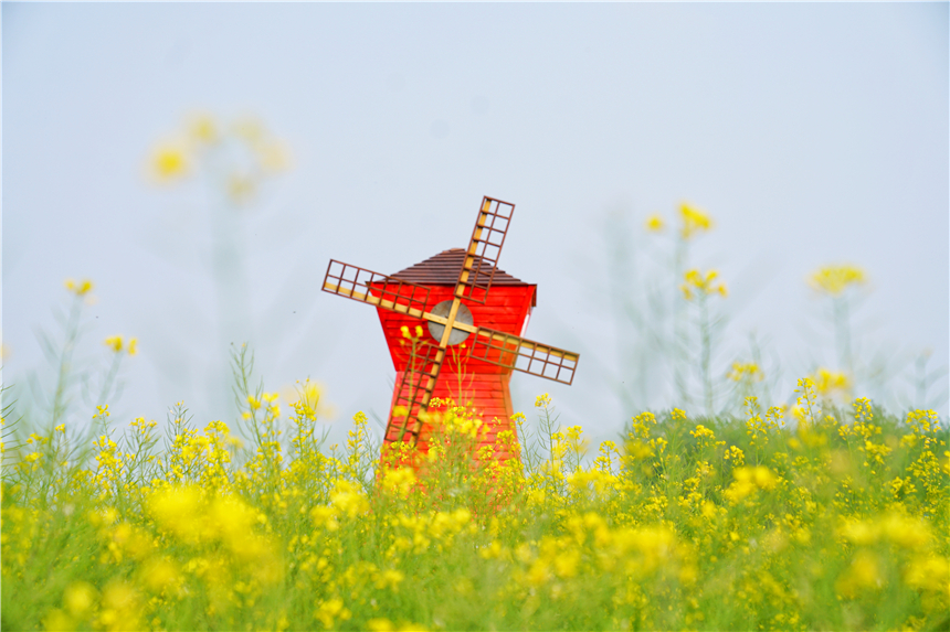 我和宿州有个约会,一场花事,一次慢旅行,探寻最烟火的宿州味道