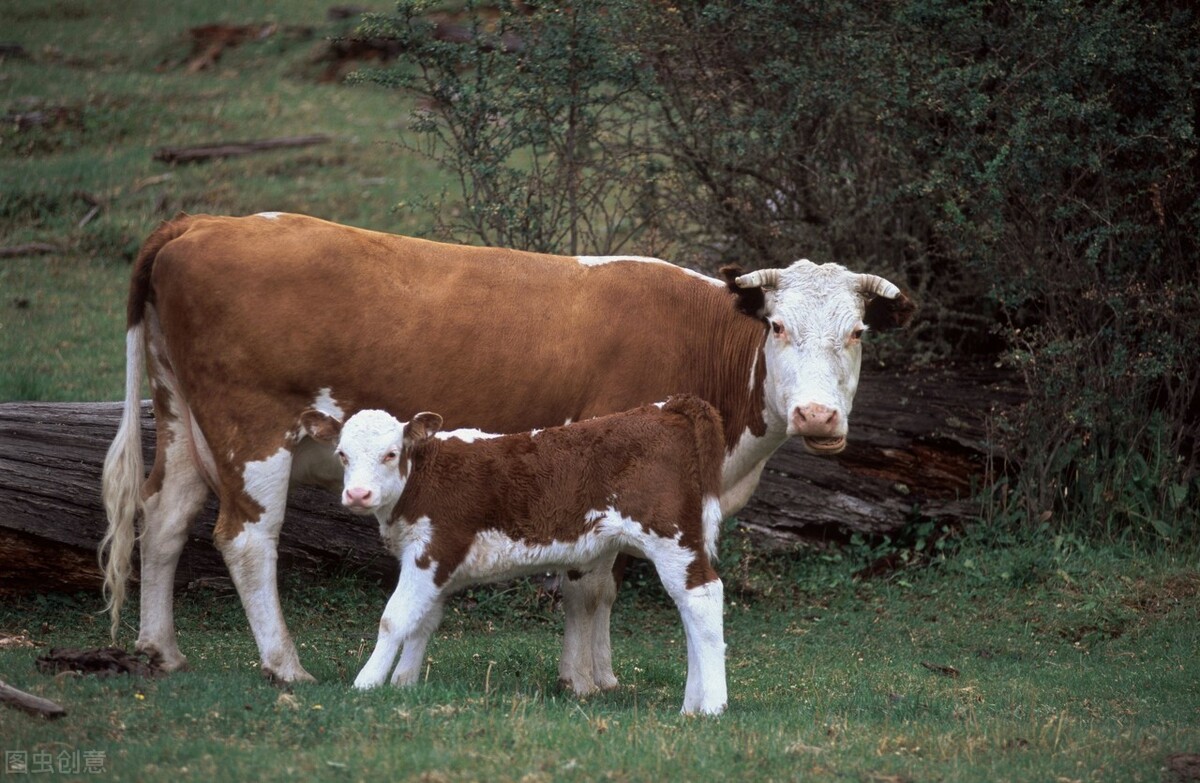 青年母牛最佳喂料方法和配方,母牛喂干料的正确方法