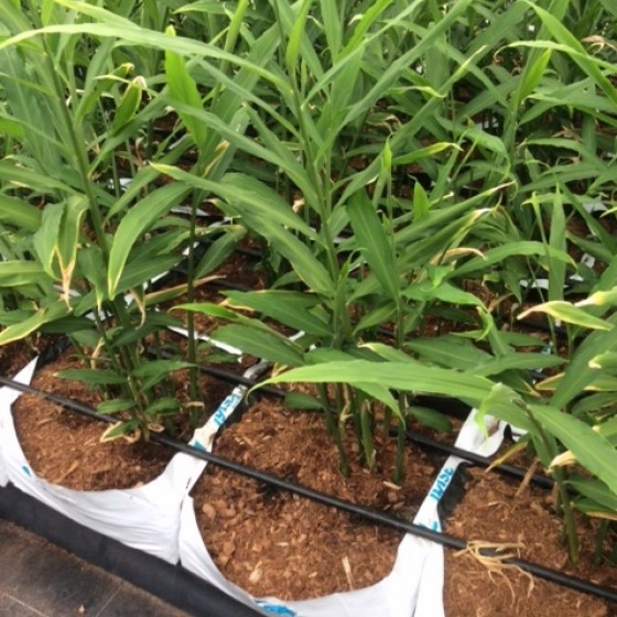 如何在美国种植生姜,露台生姜种植方法图解