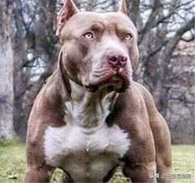 平头哥vs比特犬打架视频,比特犬大战平头哥实战视频