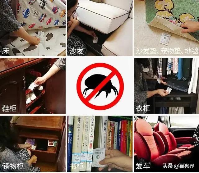 螨虫的小红疙瘩如何消退,家里有螨虫过敏者