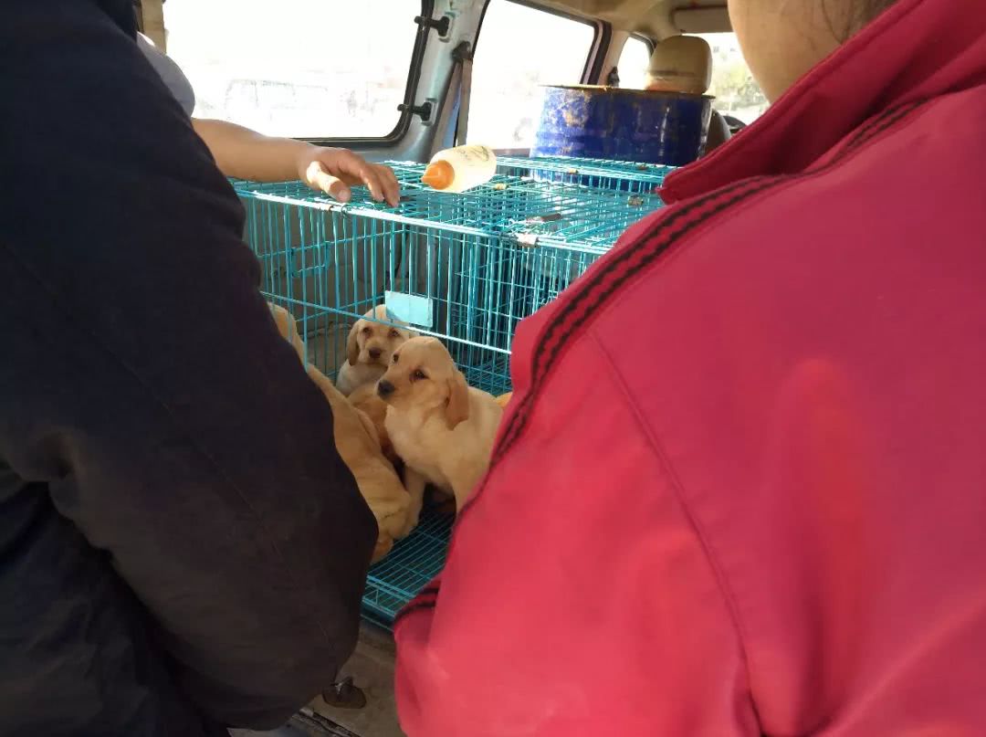 狗市多少钱一只拉布拉多,拉布拉多在狗市卖多少钱一只