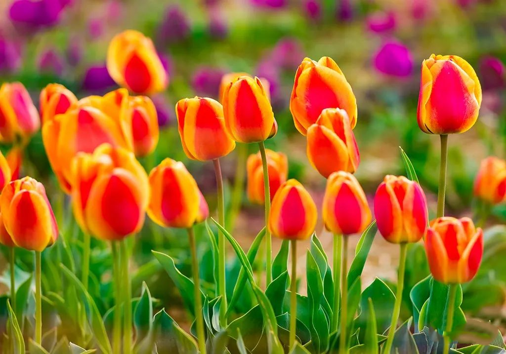 郁金香济南哪里最好,济南万象城郁金香