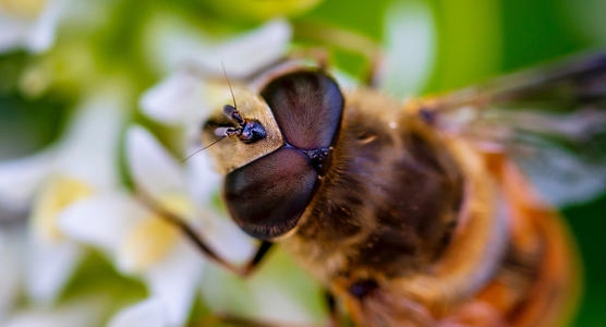 千奇百怪的动物眼睛,它们有各种各样的奇怪用途,和人眼相差甚远
