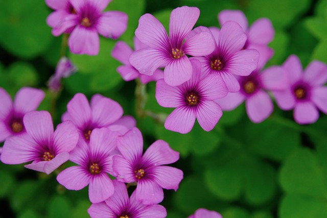 排病反应的中医解释,如何应对排病反应