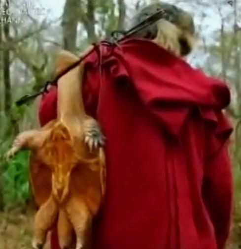 河狸皮毛的优点,河狸皮毛十分名贵