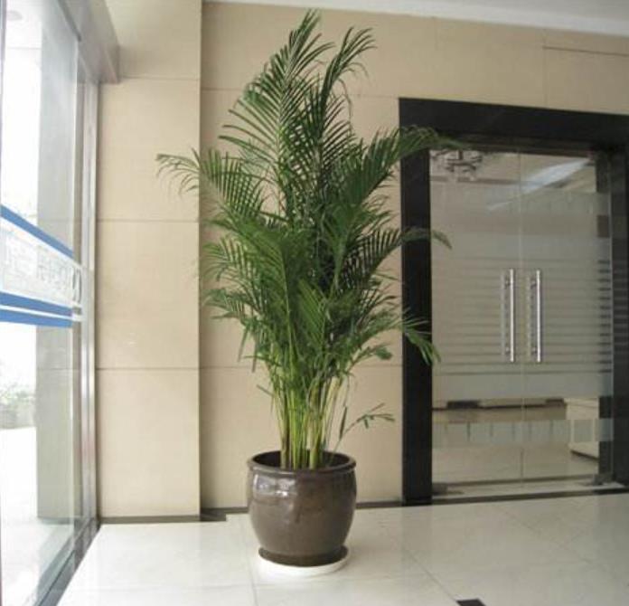 除甲醛最好的花卉什么花,除甲醛养什么花好一点