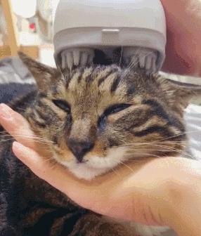 长毛猫撸猫毛工具,哪种撸猫毛的工具好用