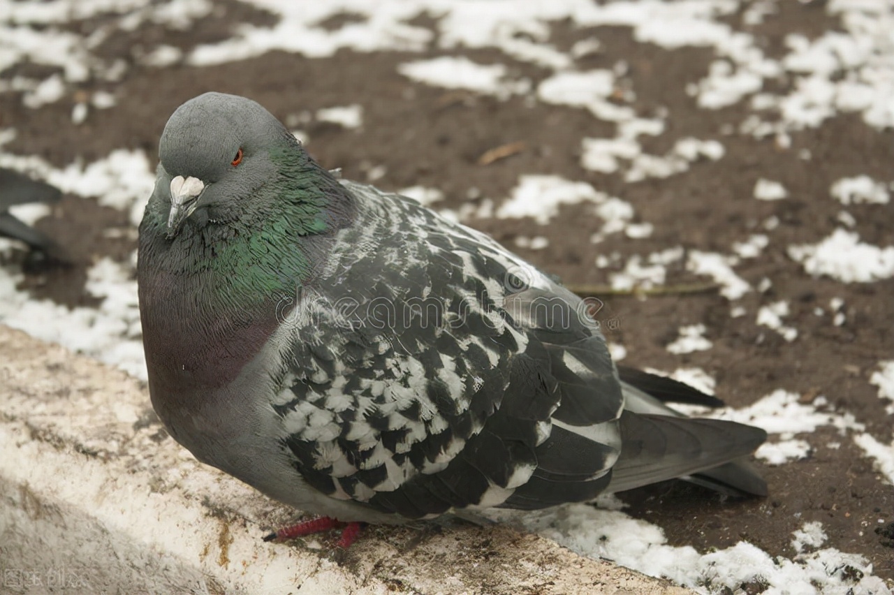 最挣钱的养殖业养殖什么不愁销路,见效快的养殖业十大暴利养殖行业