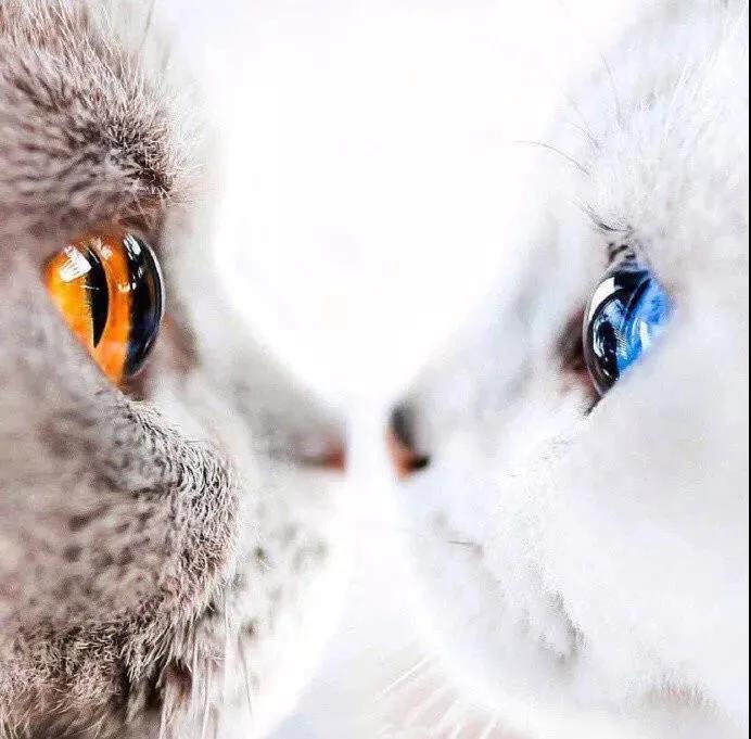 好看的猫的眼睛,猫的眼睛为什么那么好看
