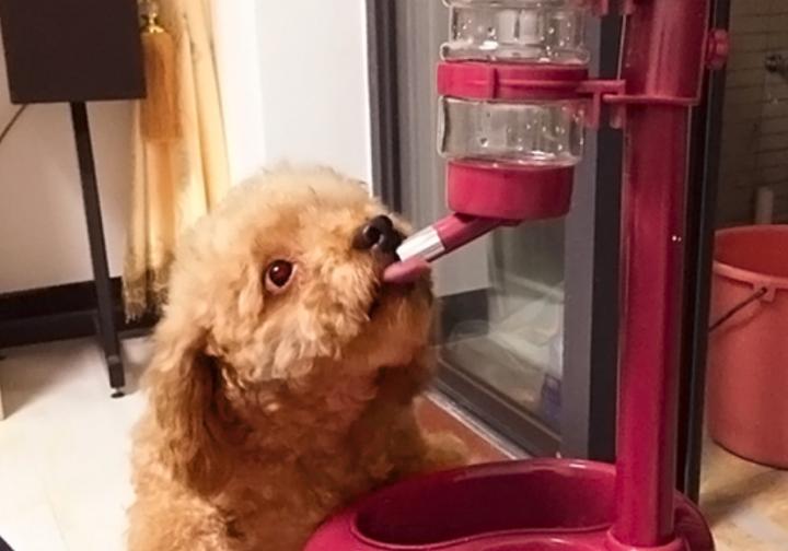 泰迪狗狗眼睛分泌物多怎么回事,泰迪狗狗眼睛里有好多白色糊状物