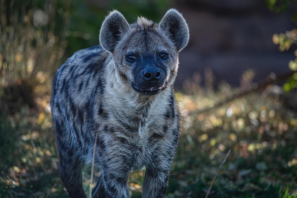 自然探秘所|《狮子王》中的“恶棍”？别再黑它们啦
