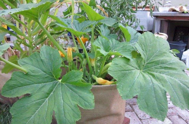 阳台种蔬菜长不大什么原因,阳台种的花为啥不长